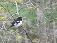 Pheucticus ludovicianus