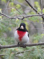 Pheucticus ludovicianus