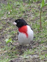 Pheucticus ludovicianus