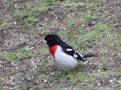 Pheucticus ludovicianus