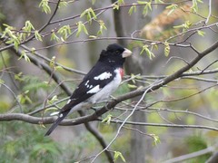 Pheucticus ludovicianus