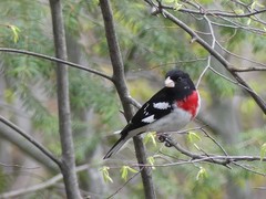 Pheucticus ludovicianus