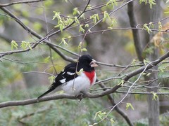 Pheucticus ludovicianus