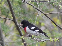 Pheucticus ludovicianus