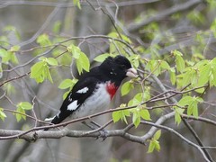 Pheucticus ludovicianus