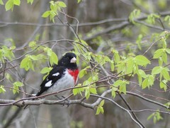 Pheucticus ludovicianus