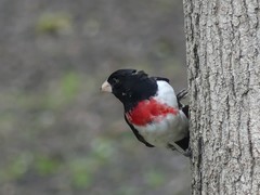 Pheucticus ludovicianus