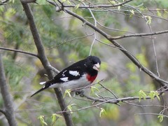 Pheucticus ludovicianus