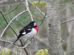 Pheucticus ludovicianus