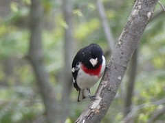 Pheucticus ludovicianus