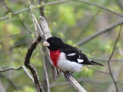 Pheucticus ludovicianus