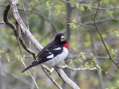 Pheucticus ludovicianus