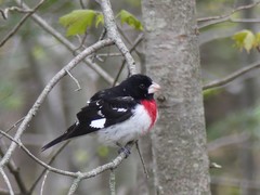 Pheucticus ludovicianus