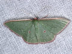 Chlorocoma cadmaria
