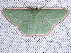 Chlorocoma cadmaria