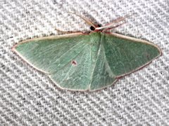 Chlorocoma cadmaria