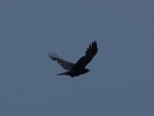 Common Raven photographed in Nebraska