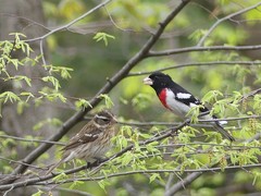 Pheucticus ludovicianus