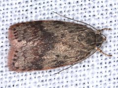 Garrha limbata