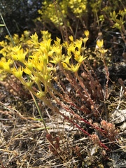 Sedum radiatum