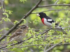 Pheucticus ludovicianus