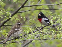 Pheucticus ludovicianus