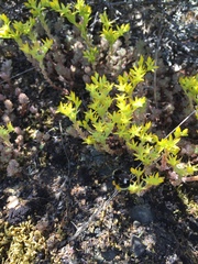 Sedum radiatum