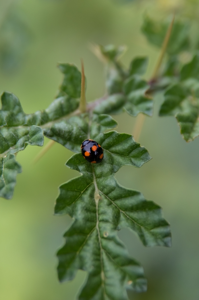 Barber's Lady Beetle