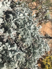 Artemisia fragrans