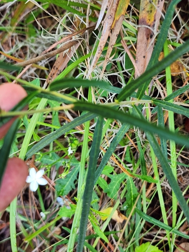 Image of Tragia urens by (c) Scott Allen Davis, some rights reserved (CC BY)
