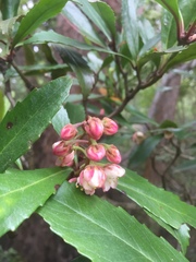 Anopterus glandulosus