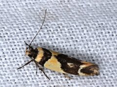 Macrobathra chrysotoxa