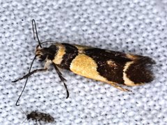 Macrobathra chrysotoxa