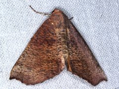 Mnesampela privata