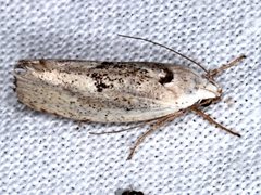 Tymbophora peltastis