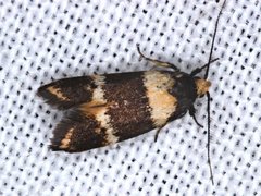 Cosmaresta callichrysa