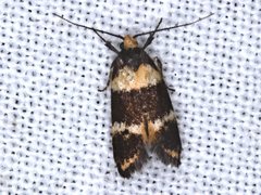 Cosmaresta callichrysa
