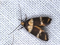 Cosmaresta callichrysa