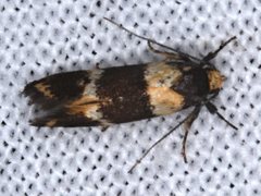 Cosmaresta callichrysa