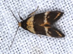 Cosmaresta callichrysa