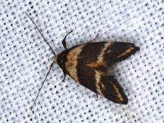 Cosmaresta callichrysa