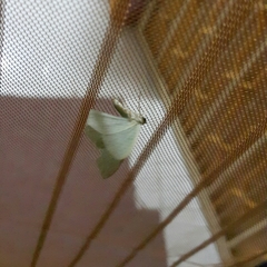 Pelagodes antiquadraria