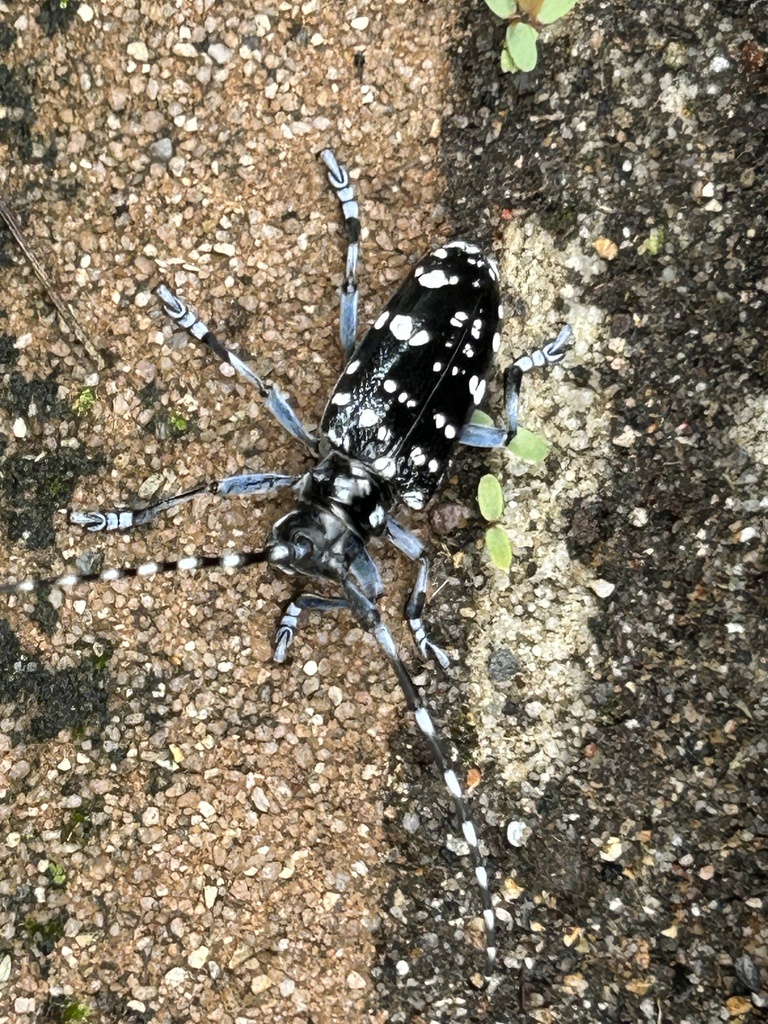 Citrus Longhorn Beetle in June 2024 by riparianwind · iNaturalist