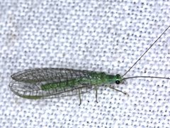 Mallada tripunctatus