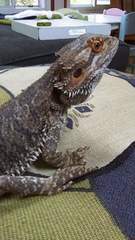 Pogona