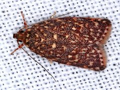 Syringoseca rhodoxantha