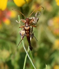 Strangalia virilis