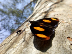 Catonephele numilia penthia