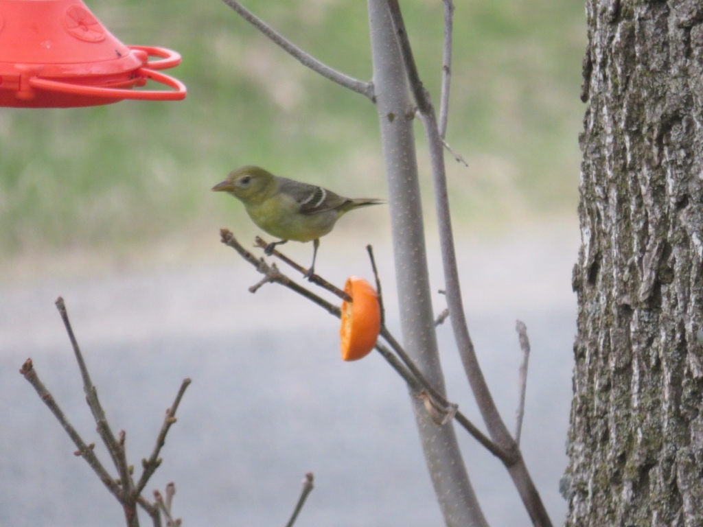Western Tanager