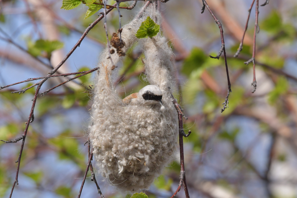 White-Crowned Penduline Tit